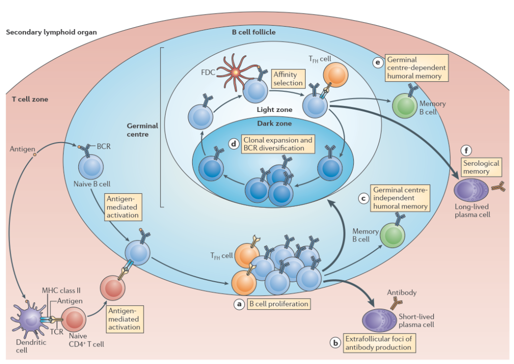 Plasma Cell Differentation In The Germinal Center Bioinformatics