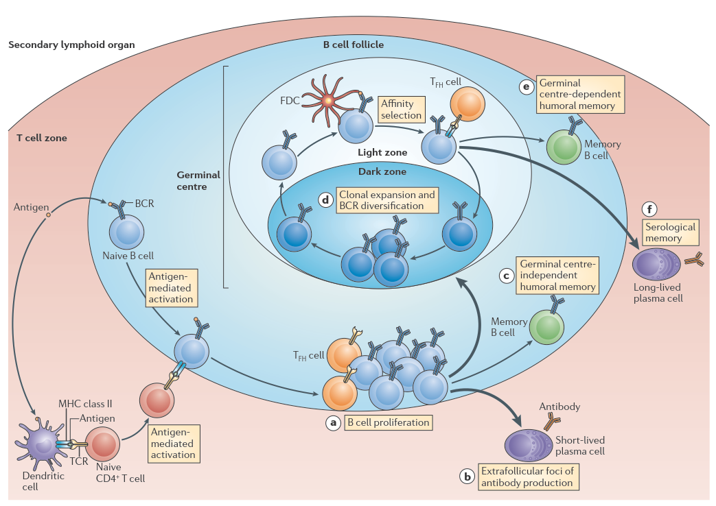 B Cell Activation Germinal Center